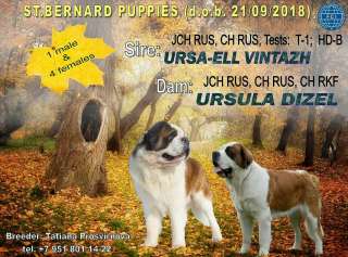 Шикарные щенки сенбернара