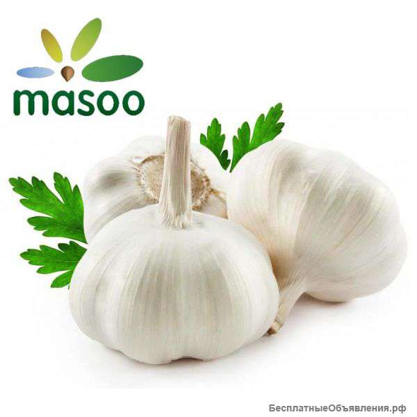 Белый чеснок из Китая (оптом)