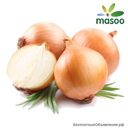 Лук из Китая (оптом)