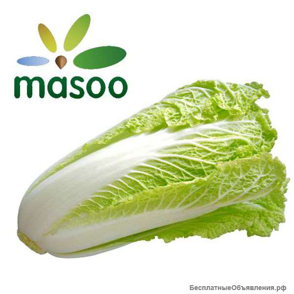 Китайская капуста из Китая (оптом)