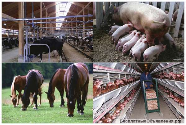 Школьная библиотека фотоизображений (словарно-логические упражнения)