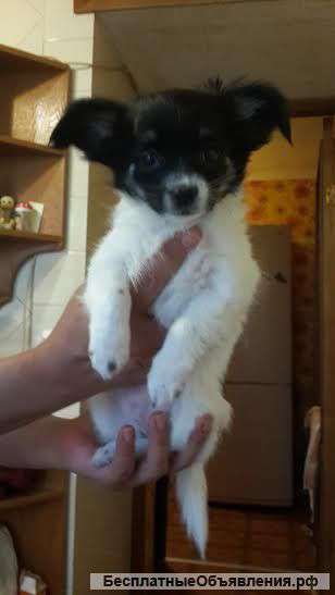 Щенки чихуахуа