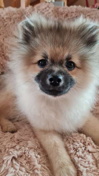 Шикарные мальчики шпица