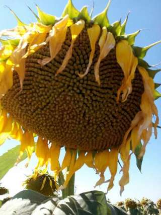 Сорт Добрыня семена подсолнечника