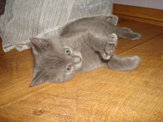 Отдам котенка в добрые руки