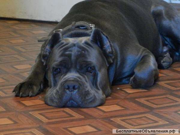 Мечта, Щенки Кане Корсо