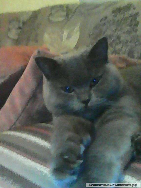 Пропала кошка