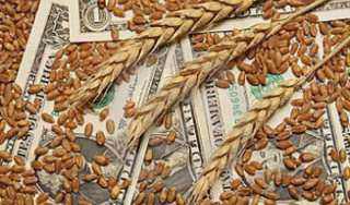 Пшеница закупаем в больших объёмах на экспорт