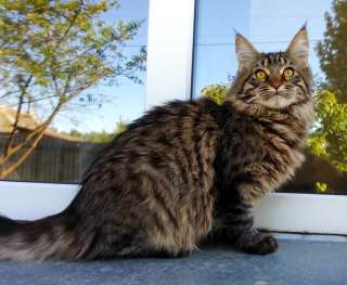 Кошка мейн кун, 1 год