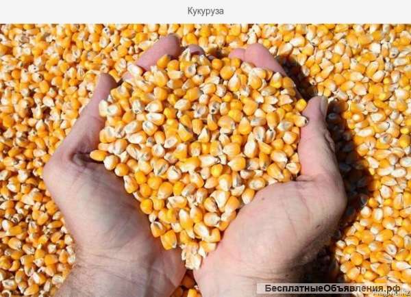Яблок, кукурузы