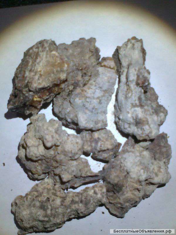 Кедровая смола- живица