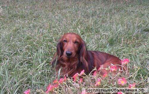 Пропала ТАКСА