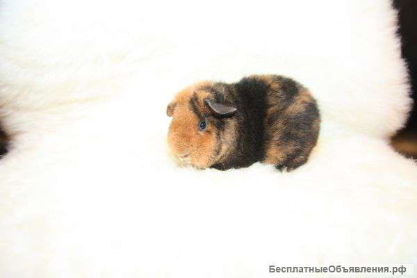 Морские свинки породы Американские Тедди