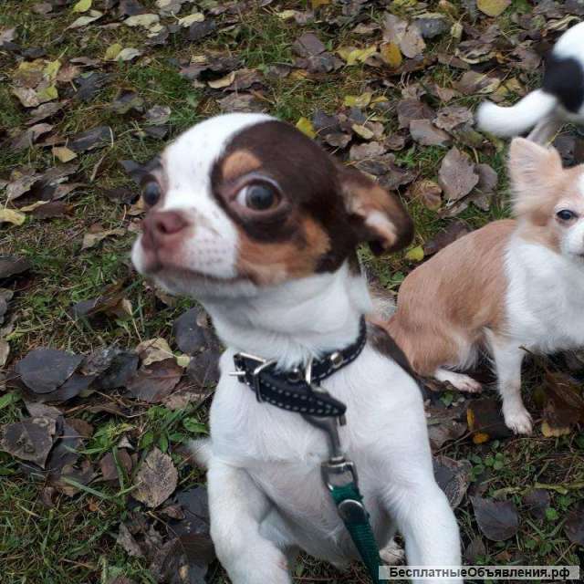 Кобель чихуахуа