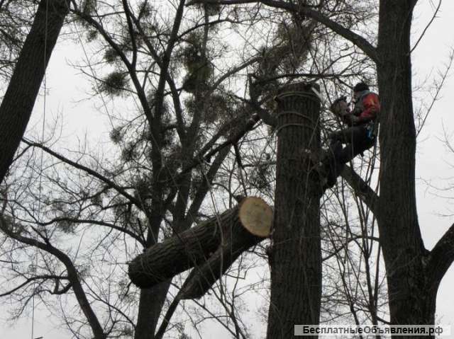 Спил опасных деревьев, планировка участков