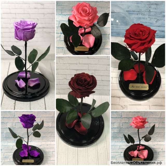 Роза в Колбе