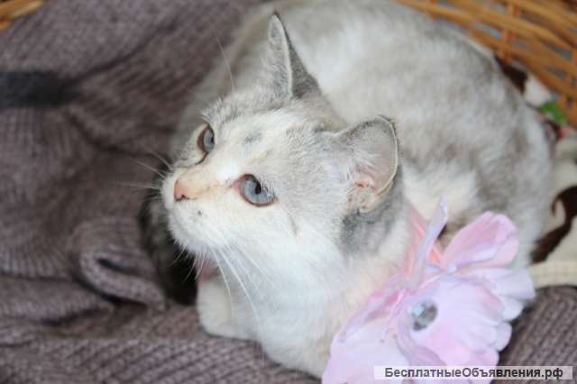 Кошечка метис тайской ищет дом