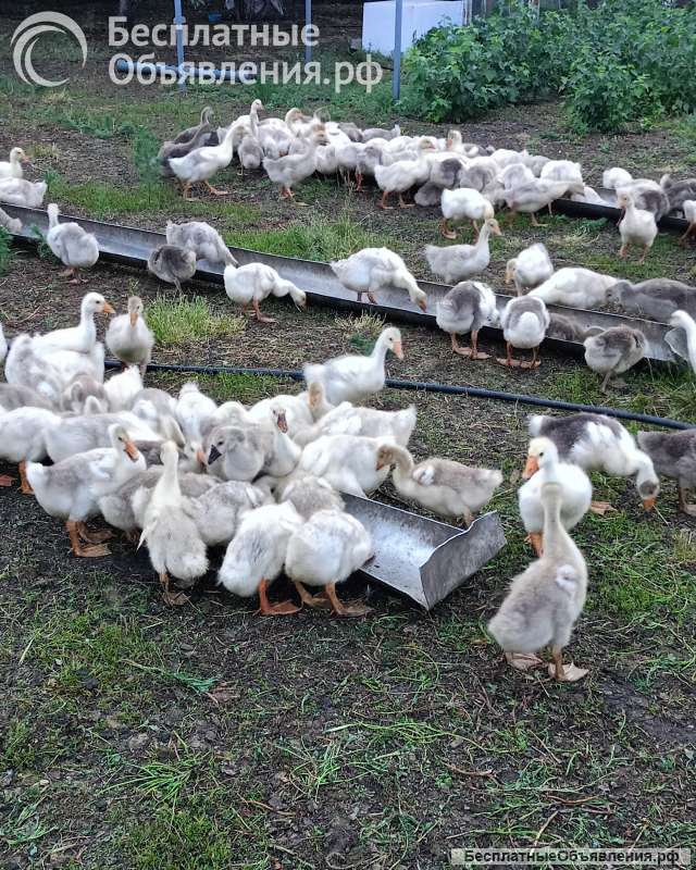 Гуси вяленные