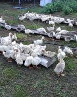 Гуси вяленные