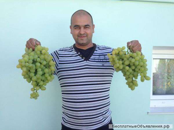 Саженцы винограда