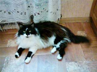 Кот Мурзик в добрые руки