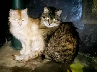 Умных котят от сибирской кошки - в добрые руки