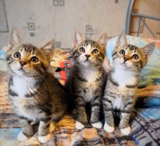 Котята Халк, Стиви и Марблс в добрые руки