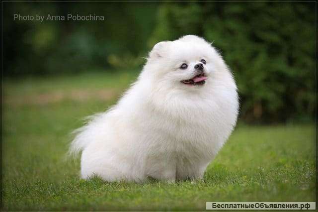 Дрессировка собак опытным кинологом-зоопсихологом. Москва и восток подмосковья