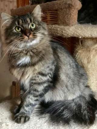 Кот Тимоша ждёт свою семью в приюте