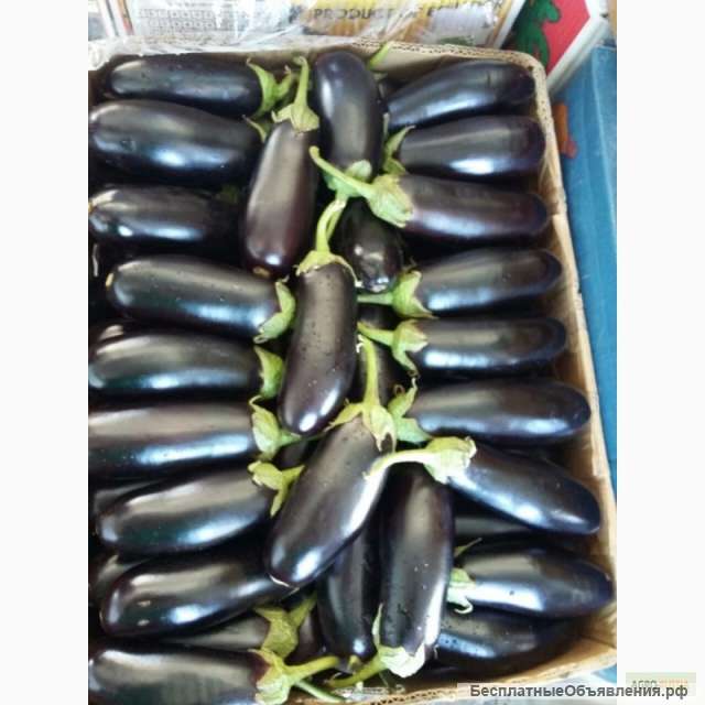 Баклажаны оптом