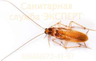 Морить тараканов в Самаре генератором холодного тумана 100%