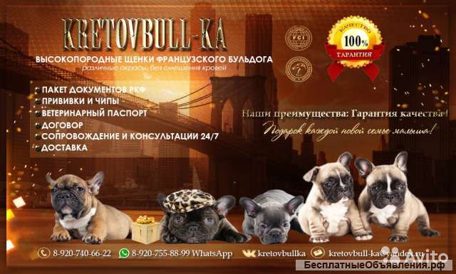 Щенки Французского бульдога