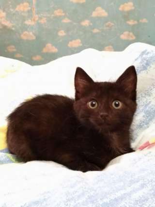 Ищет дом маленький котёнок Пряничек