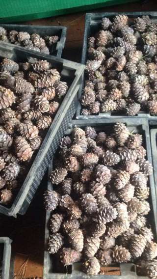 Шишка кедровая