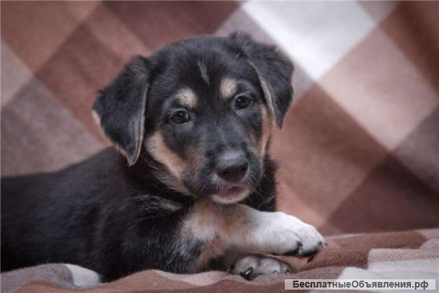 Щенок Марсель в добрые руки