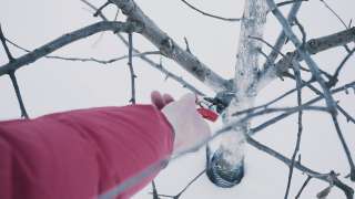 Зимняя обрезка плодовых деревьев