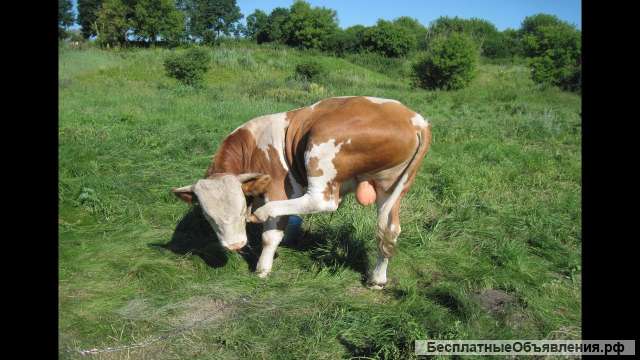 Мясо быка из деревни