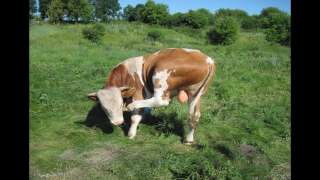 Мясо быка из деревни