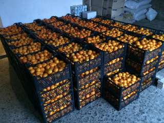 Мандарины оптом абхазские мелкий и крупный опт