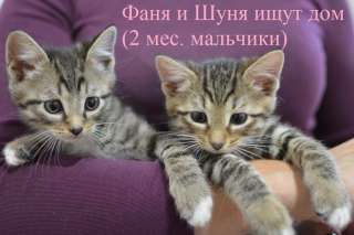 Четыре чудесных малюсеньких котеночка