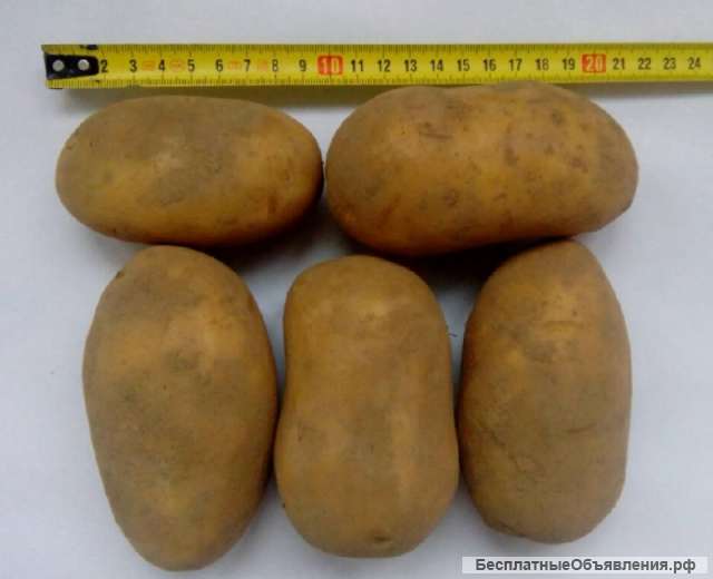 Картофель оптом Королева Анна 5+ от производителя РБ, цена 13 руб./кг.