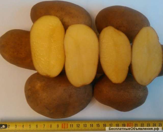 Картофель оптом Скарб 5+ от производителя РБ, цена 13 руб./кг.