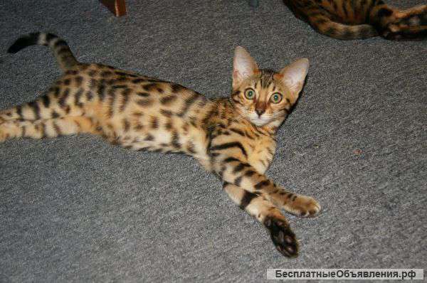 Бенгальские котята