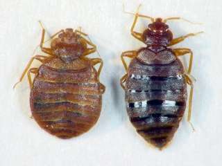 Уничтожение клопов и тараканов