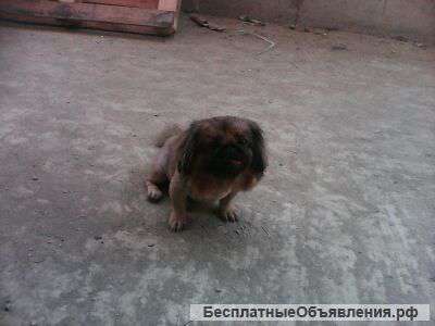 Ищу девочку пекинесочку