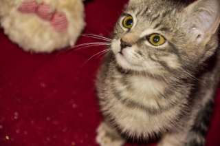 Симпатичный котёнок Сержик в добрые руки