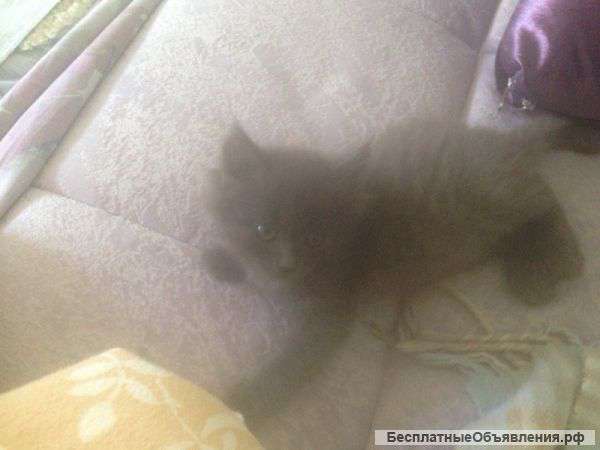 Отдам даром замечательную кошечку