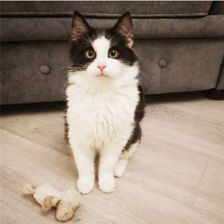 Котенок Бонифаций ищет свою семью
