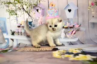 Мальчик Скоттиш фолд
