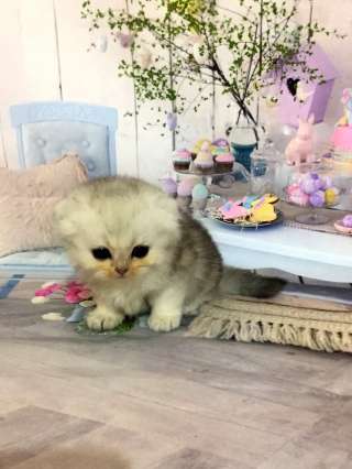 Хайленд фолд девочка
